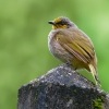 Bulbul prouzkohrdly - Pycnonotus finlaysoni - Stripe-throated Bulbul o1139